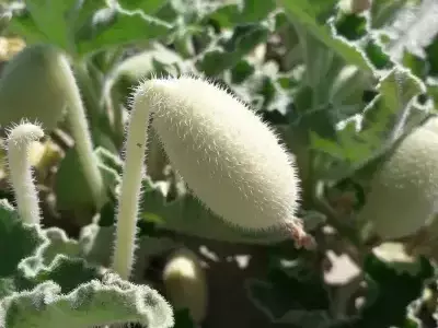 Unveiling the Explosive Seed Dispersal of the Squirting Cucumber