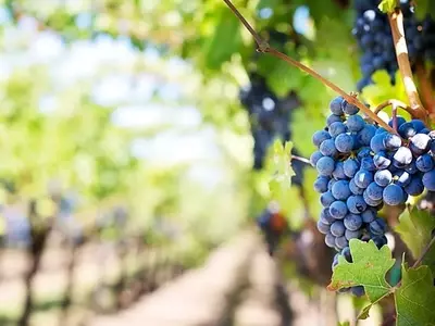 Innovación y Estrategias Frente a Enfermedades y Plagas Agrícolas