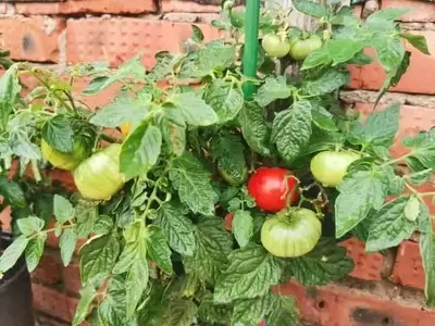 Optimización del Cultivo de Tomates en Verano: Nutrición, Riego y Protección