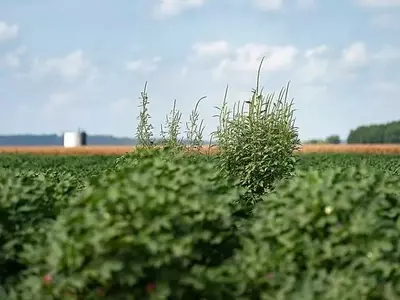 Impacto del Clima Húmedo en la Agricultura: Un Desafío Constante para los Cultivos
