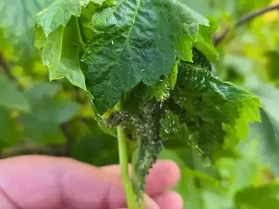 Amoníaco como Solución Ecológica contra Plagas en Jardinería y Cultivos