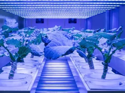 Cultivo Interior Exitoso: El Poder de la Iluminación Artificial para Plantas