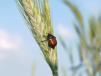 Hongos Entomopatógenos: Innovación Sostenible en el Control de Plagas Agrícolas