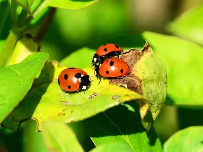 Mariquitas en tu Jardín: Guía Completa de Compra y Uso para un Control Biológico Efectivo