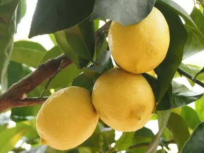 Estrategias Cruciales para Salvaguardar su Limonero del Frío Invernario