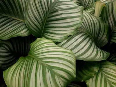 Calatheas de Hojas Magníficas: Guía Completa de Cultivo y Cuidados Esenciales