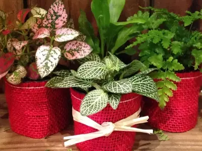 Regalos Vivos: Plantas Excepcionales para Cualquier Ocasión