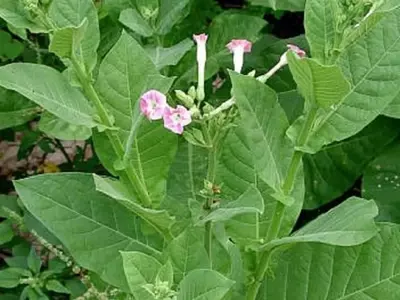 Guía Completa para el Cultivo Doméstico de Tabaco: Aspectos Legales y Consejos Expertos