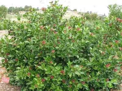 Calycanthus: Un Arbusto Aromático y Ornamental para su Jardín