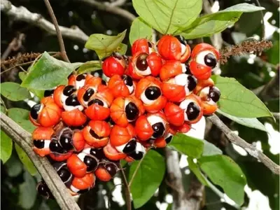 Guaraná: Un Tesoro Amazónico de Energía y Bienestar