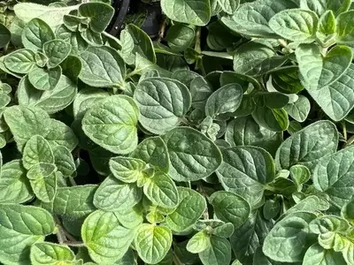 Orégano: Un Tesoro Natural con Poderes Curativos