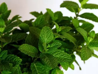 Descubriendo el Fascinante Mundo de las Variedades de Menta y sus Cuidados