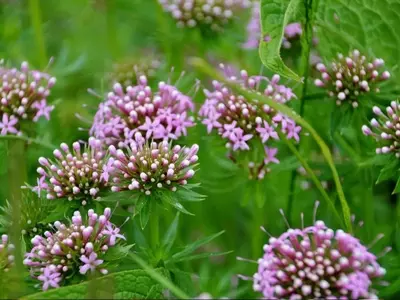 El Almizcle Vegetal: Una Alternativa Sostenible en la Perfumería