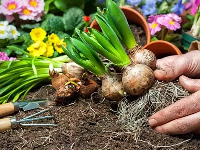 Guía Completa para el Cultivo de Bulbos Florales de Invierno