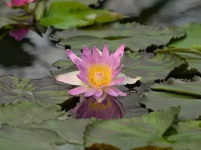 La Belleza Exótica: Plantas y Árboles Japoneses que Embellecen Nuestros Jardines
