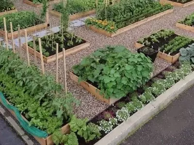Guía Esencial para la Siembra de Hortalizas en Febrero: Maximiza tu Cosecha Invernal