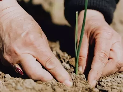 Guía Completa para el Cultivo en Enero: Óptimas Siembra y Protección para tu Huerto