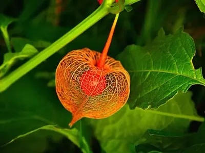 Un Vistazo a la Flora Emblemática de China y su Simbolismo Cultural