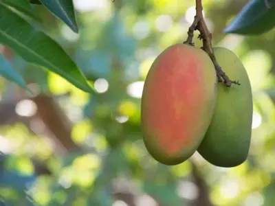 La Dualidad del Mango: Explorando las Distinciones y Similitudes entre Árboles Masculinos y Femeninos