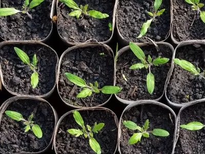 Cultivo en Entornos Controlados: Guía Completa de Semilleros Protegidos