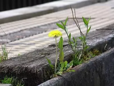 Revolución Verde: Las Mejores Aplicaciones Móviles para el Cuidado de tus Plantas