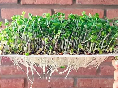 Guía Completa para Cultivar Brotes Saludables en Casa