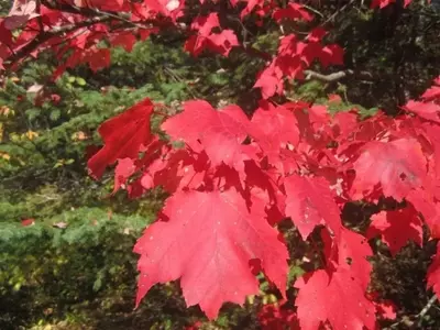 El Arce Rojo: Un Árbol Emblemático de Norteamérica