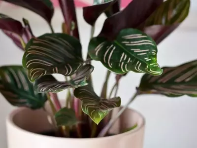 La Calathea Granada: Un Toque de Exotismo y Sofisticación para tus Espacios