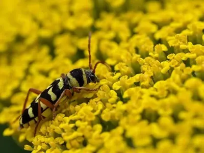Cómo Construir Trampas Caseras para Avispas: Soluciones Efectivas y Sencillas