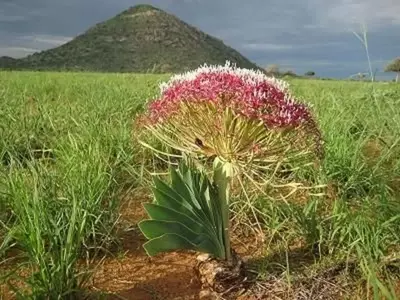Boophone disticha: La Fascinante y Peligrosa Belleza del Sur de África