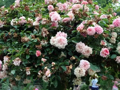 Guía Completa para Elegir y Cultivar Rosales: Transformando tu Espacio con Belleza y Fragancia