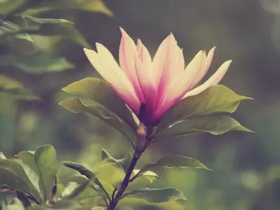 Las Cuentas de Instagram Imprescindibles para Entusiastas de la Jardinería