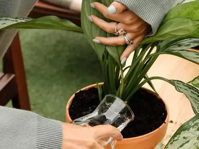 Dominando la Luz: Guía Esencial para la Salud y Vitalidad de Tus Plantas