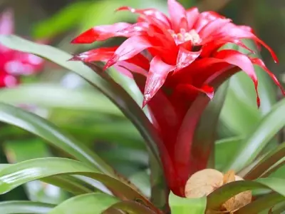 Explorando la Fascinante Diversidad de Bromelias