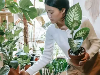 Secretos Veraniegos: Plantas de Interior para un Hogar Fresco y Saludable