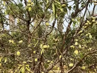 Batalla por la Abamectina: Productores de Almendra en España Contra la Araña Roja