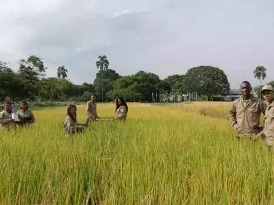 Arroz Biofortificado en Colombia: Un Salto Nutricional con Alta Demanda del Consumidor