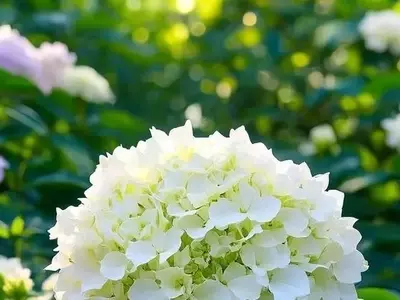 Hojas de hortensia amarillas: causas y soluciones rápidas