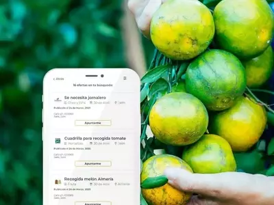La Innovadora Aplicación Móvil 'El Jornalero' Revoluciona el Sector Agrícola Español