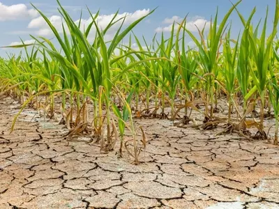 Cultivos de Alto Consumo Hídrico: Un Desafío en Tiempos de Escasez