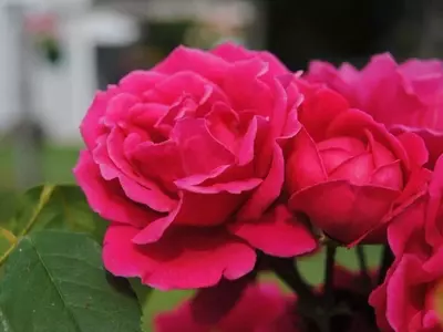 El Fascinante Mundo de las Rosas: Guía Completa para su Cultivo y Cuidado