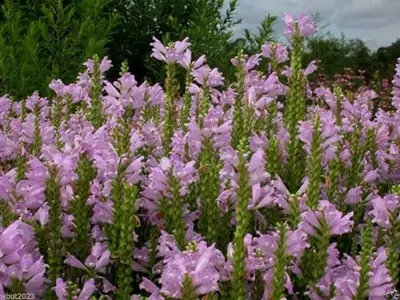 Guía Completa de la Physostegia: Cultivo, Cuidado y Variedades