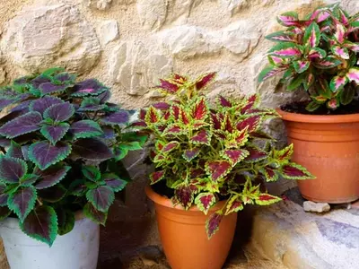 Añade un Toque de Color: Las Mejores Plantas Moradas para tu Hogar