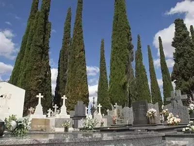 El Ciprés: Un Símbolo de Eternidad en los Cementerios