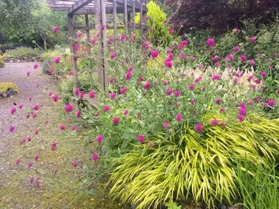 Descubriendo la Knautia macedonica: Una Joya Botánica para tu Jardín