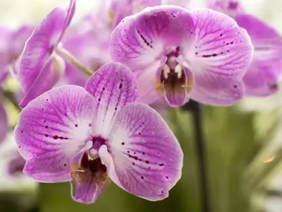 Orquídeas: Guía Completa para su Cultivo Exitoso y Disfrute Duradero