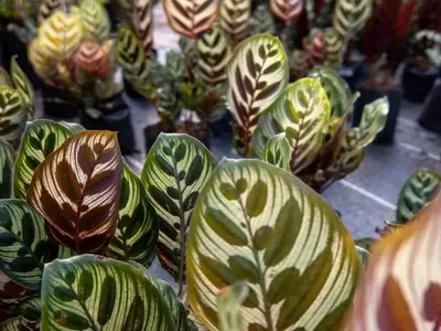 La Calathea Makoyana: Un Toque Exótico en Tu Hogar