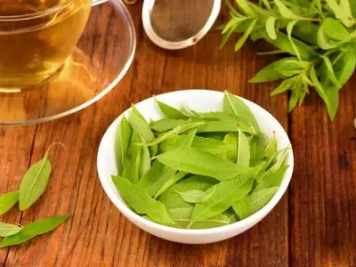 Hierba Luisa: Virtudes, Usos y Precauciones de una Planta Aromática Esencial