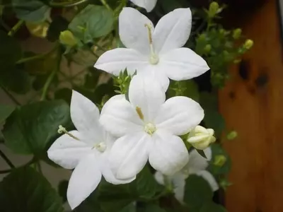 Campanula isophylla: Guía Completa para el Cultivo y Cuidado de la Estrella de Italia