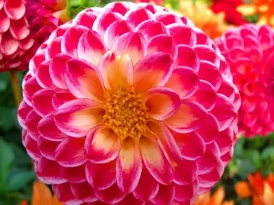 Un Viaje Floral por la Identidad Nacional: Descubriendo las Flores Emblemáticas del Mundo